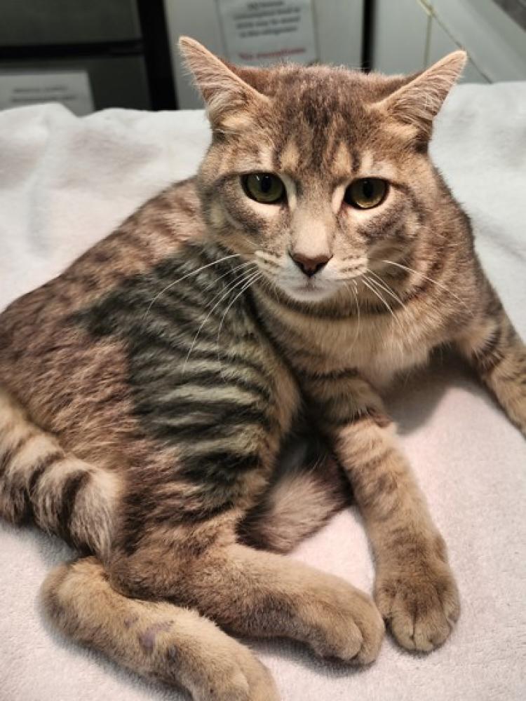 Shelter Stray Male Cat last seen , CA , Bakersfield, CA 93308