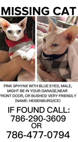 Lost Male Cat last seen Near Barcelona Way, Weston FL, Weston, FL 33327