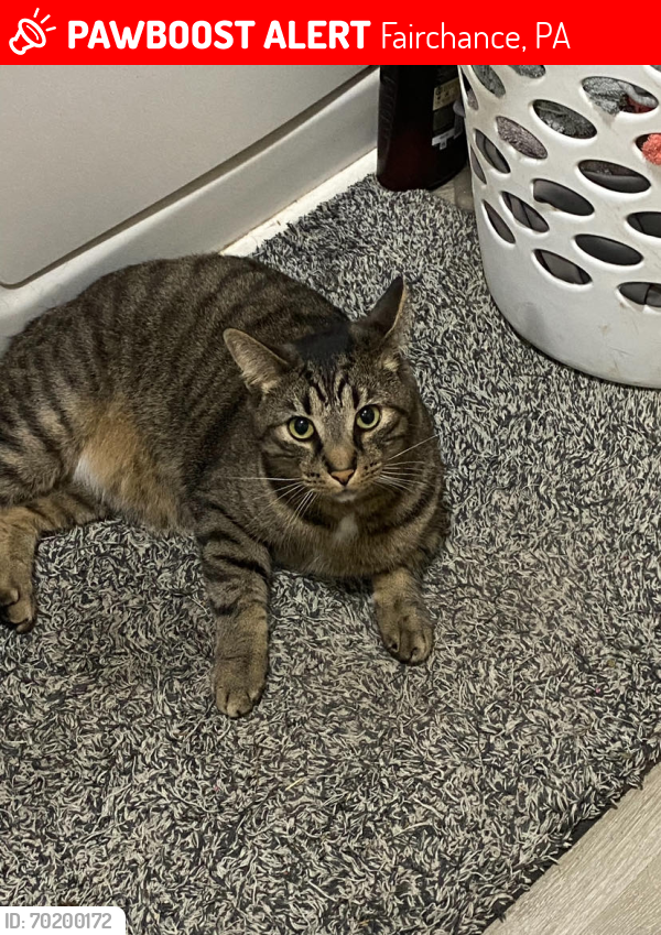 Lost Male Cat last seen Kyle ave, Fairchance, PA 15436