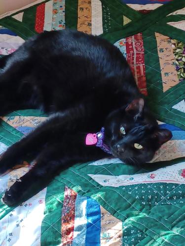 Lost Female Cat last seen Cady and Dewey st, Watertown, WI 53094