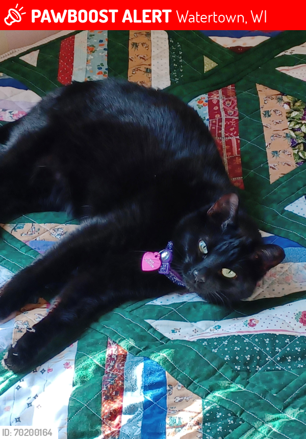 Lost Female Cat last seen Cady and Dewey st, Watertown, WI 53094
