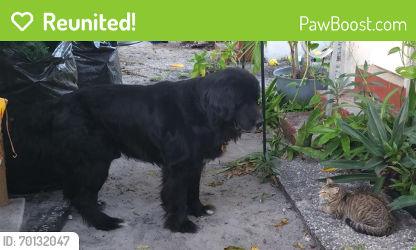 Reunited Male Dog last seen Lincoln Street between 26th and 28th, Hollywood, FL 33020