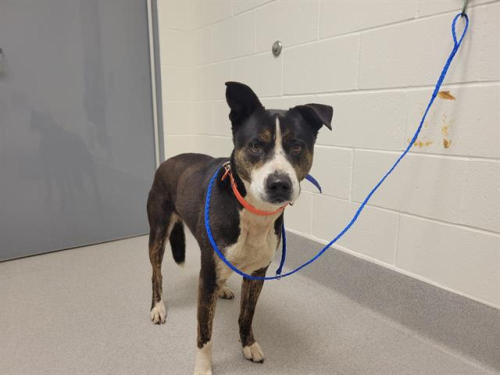 Shelter Stray Male Dog last seen BELL RD, Auburn, CA 95603