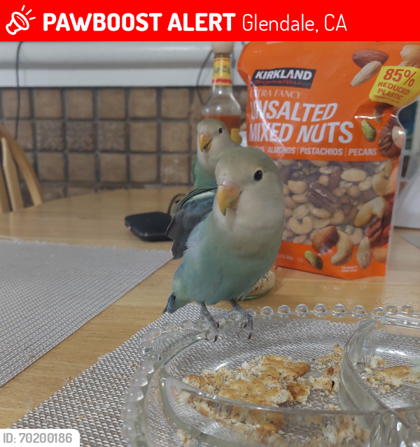 Lost Female Bird last seen Columbus ave, Glendale, CA 91203