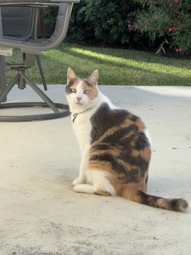Lost Female Cat last seen Nicklaus Children’s hosp , Miami, FL 33155