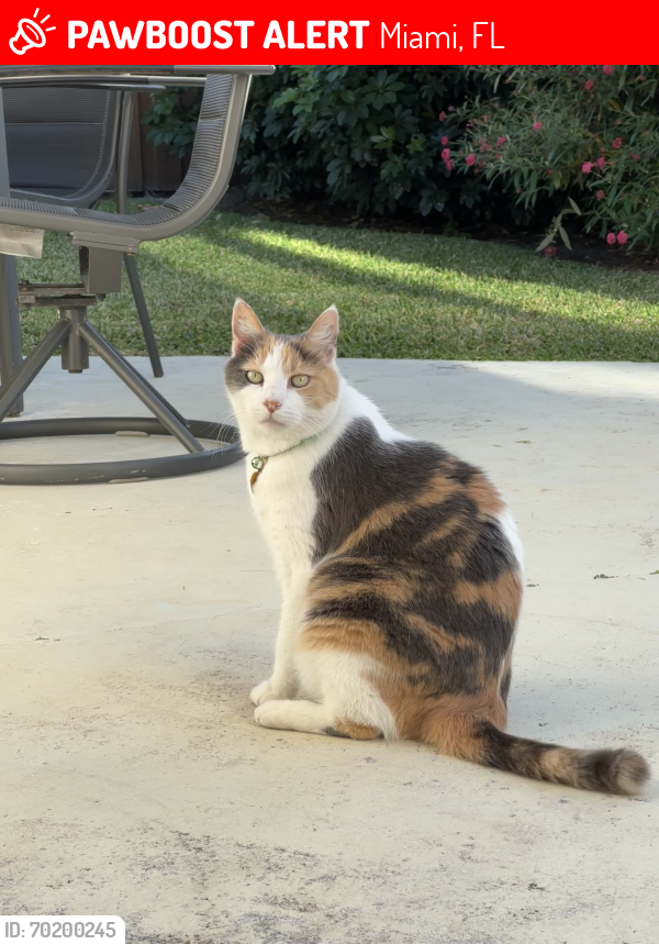 Lost Female Cat last seen Nicklaus Children’s hosp , Miami, FL 33155