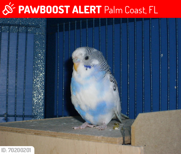 Lost Female Bird last seen Palmyra ln, Palm Coast, FL 32164