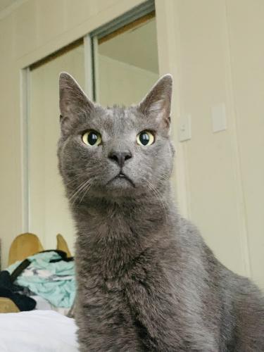 Lost Male Cat last seen Orchard Ave and Soto Rd, Hayward, CA 94544