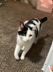 Lost Male Cat last seen County rd 8 yutan, Yutan, NE 68073