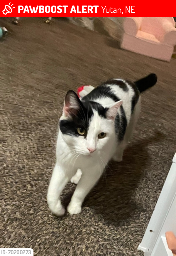 Lost Male Cat last seen County rd 8 yutan, Yutan, NE 68073