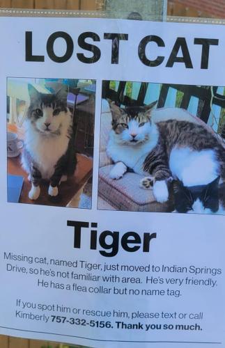 Lost Male Cat last seen Around Moose Lodge area and Deep Creek road, Newport News, VA 23606