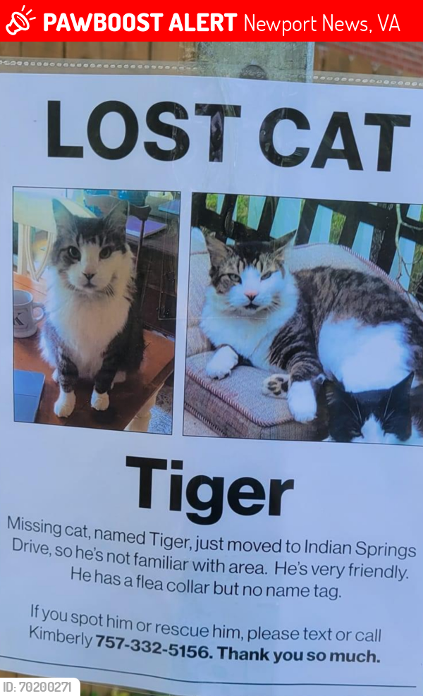 Lost Male Cat last seen Around Moose Lodge area and Deep Creek road, Newport News, VA 23606
