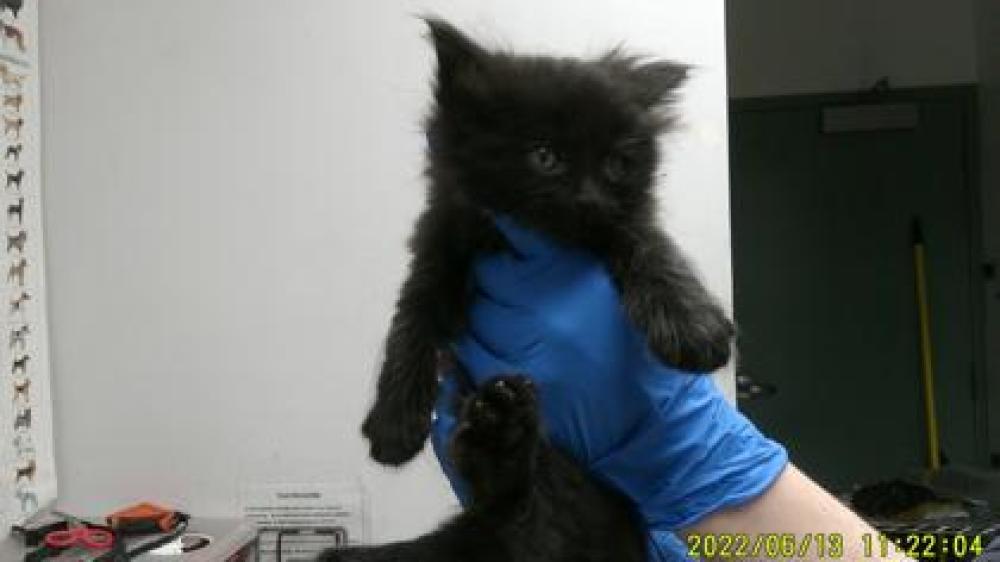 Shelter Stray Male Cat last seen Oakland, CA 94612, Oakland, CA 94601