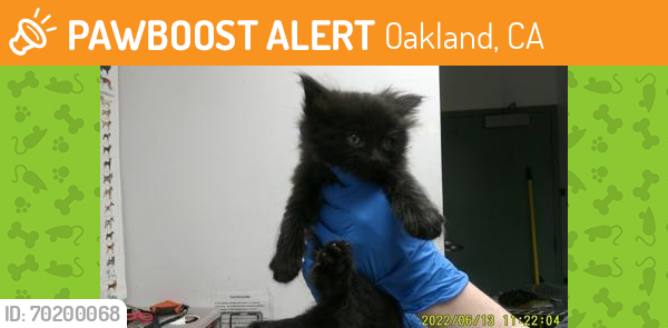 Shelter Stray Male Cat last seen Oakland, CA 94612, Oakland, CA 94601