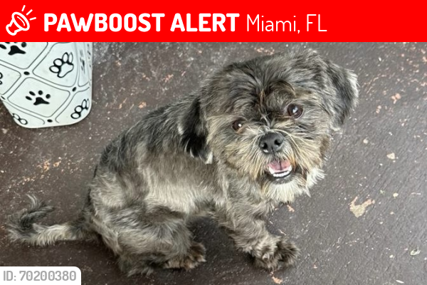 Lost Male Dog last seen Near nw 24th ct, Miami, FL 33147
