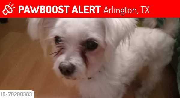 Lost Male Dog last seen Balpark avenida h, Arlington, TX 76011