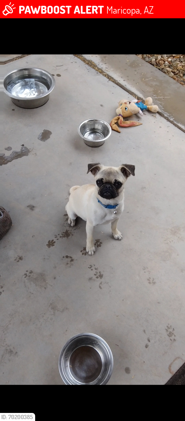 Lost Female Dog last seen Near W Kristina Way, Maricopa, AZ 85139, Maricopa, AZ 85139