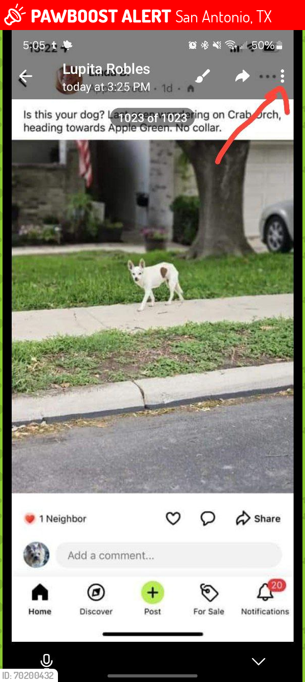 Lost Female Dog last seen Huebner and Apple Green, San Antonio, TX 78240