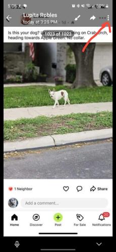 Lost Female Dog last seen Huebner and Apple Green, San Antonio, TX 78240
