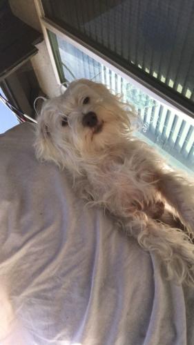 Lost Male Dog last seen 70th Ave and Haley Street, Oakland, CA 94621