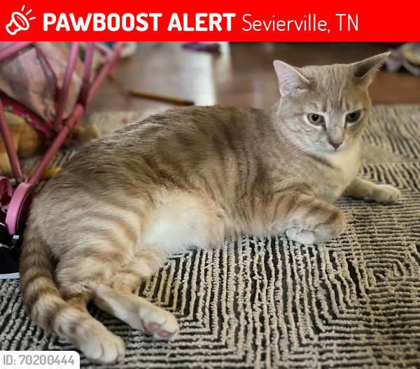 Lost Male Cat last seen Allensville and Kellum Creek, Sevierville, TN 37876