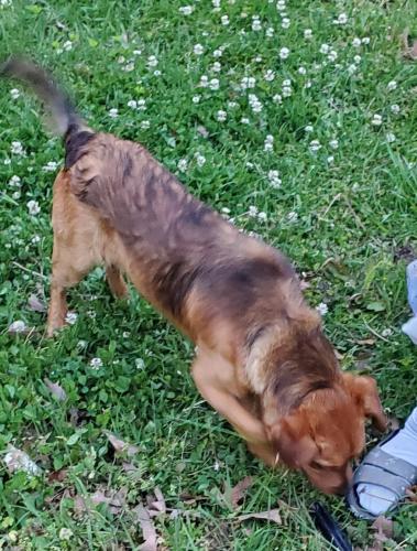 Found/Stray Male Dog last seen Lakeview & Garden Lakes Blvd.  Rome, GA, Rome, GA 30165