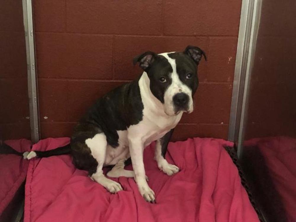Shelter Stray Female Dog last seen Near BLOCK N 60TH ST, West Milwaukee, WI 53215
