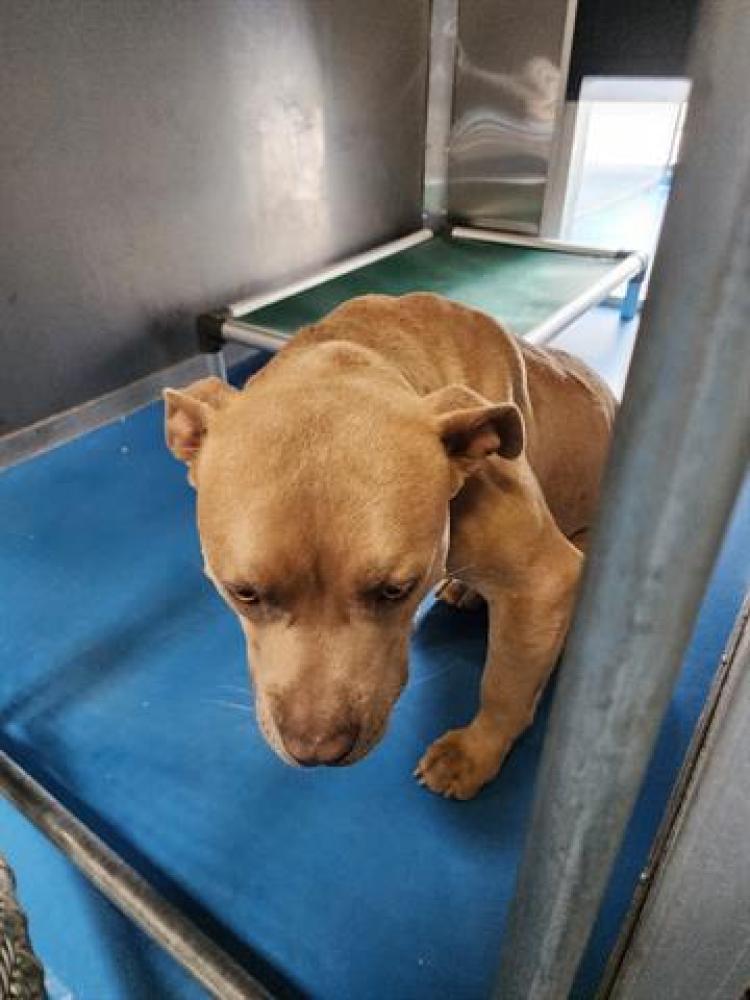 Shelter Stray Male Dog last seen WIBLE RD/ MCKEE RD, BAKERSFIELD, CA, Bakersfield, CA 93307