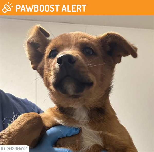 Shelter Stray Male Dog last seen BUERKLE RD, BUTTONWILLOW CA 93206, Bakersfield, CA 93308