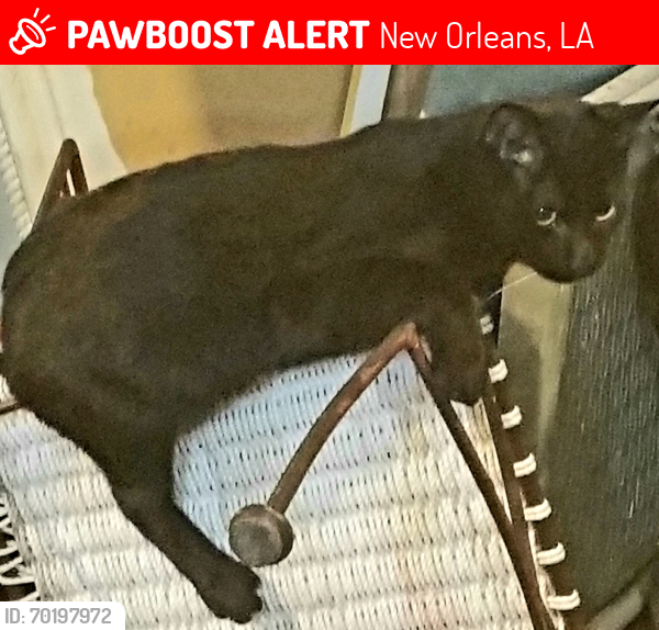 Lost Male Cat last seen Port street and royal street, New Orleans, LA 70117