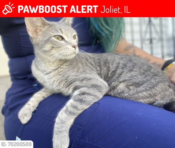 Lost Female Cat last seen Near cypress lane , Joliet, IL 60435