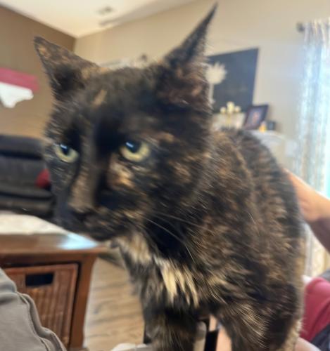 Lost Female Cat last seen Hwy 3, Mooresville, NC 28115