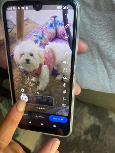 Lost Female Dog last seen Laurel canyon and Oxnard st , Los Angeles, CA 91607