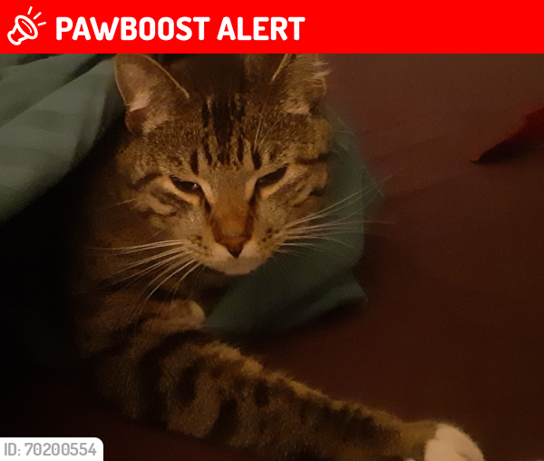Lost Male Cat last seen Capilano Golf Course, West Vancouver, BC V7S