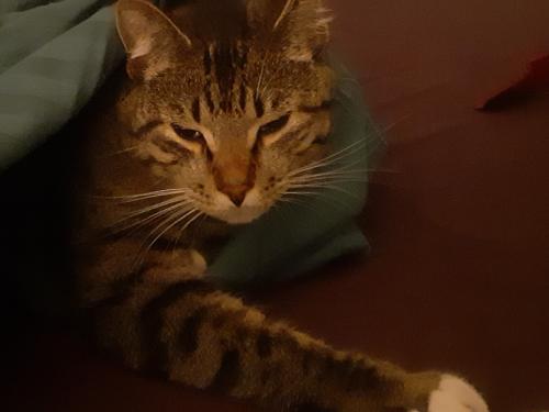 Lost Male Cat last seen Capilano Golf Course, West Vancouver, BC V7S