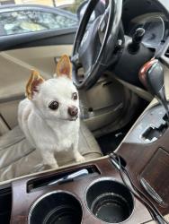 Reunited Female Dog last seen West Leland and Wood Hill. , Pittsburg, CA 94565
