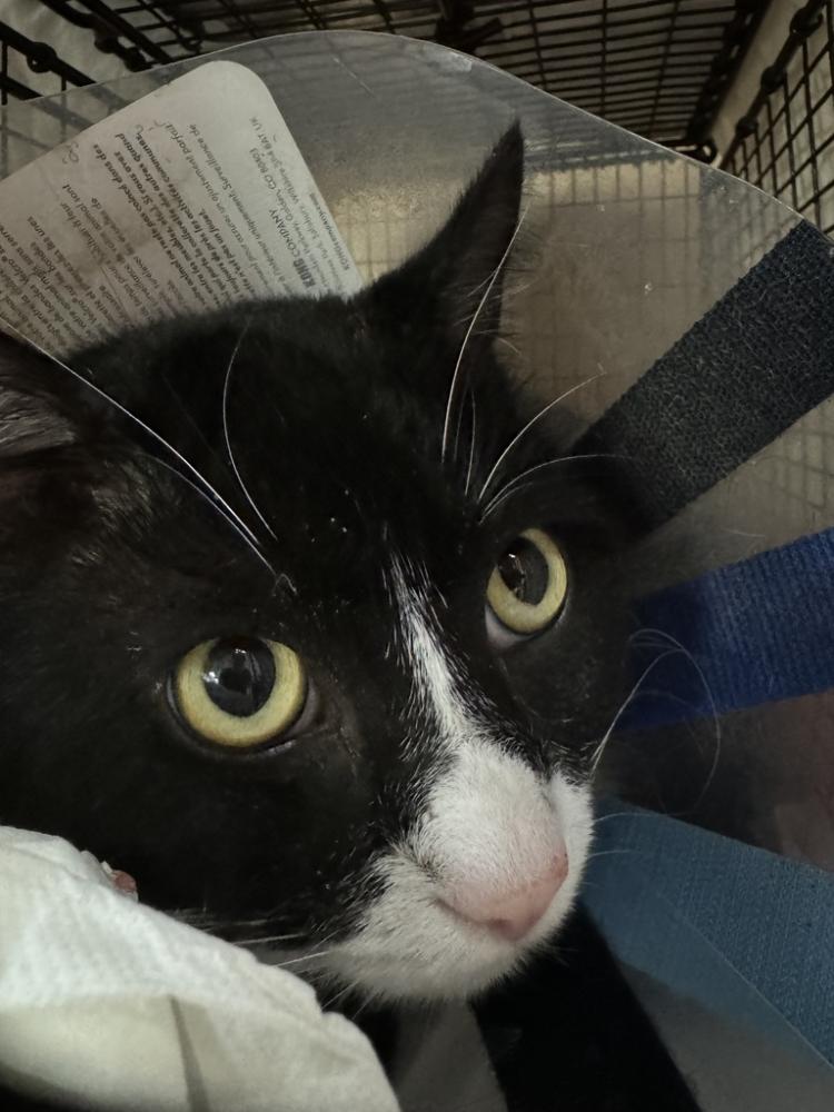 Shelter Stray Male Cat last seen Near E Mission Avenue, SPOKANE, WA, 99202, Spokane, WA 99212