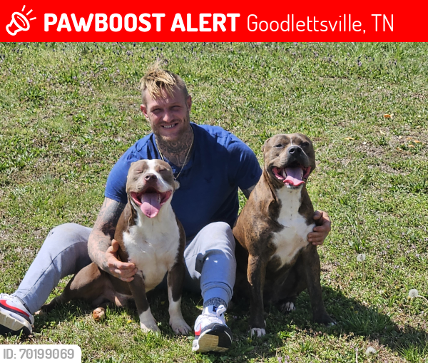 Lost Male Dog last seen Breckenridge , Goodlettsville, TN 37072