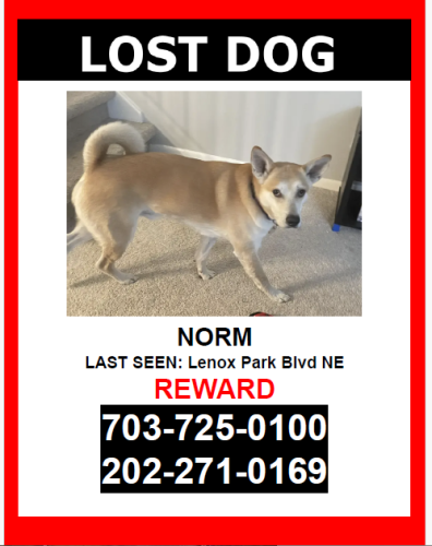 Lost Male Dog last seen North Druid Hills Road, Brookhaven MARTA Station, Atlanta, GA 30319