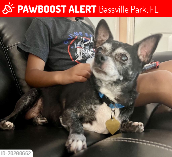Lost Male Dog last seen C.R. 473 and Moore street by Bassville Park in Lake County, FL, Bassville Park, FL 34788