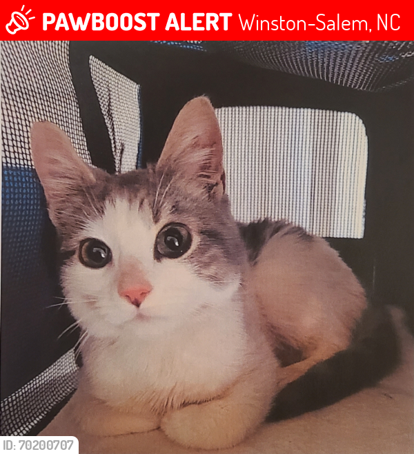 Lost Male Cat last seen Sunderland Rd/London Lane, Winston-Salem, NC 27103