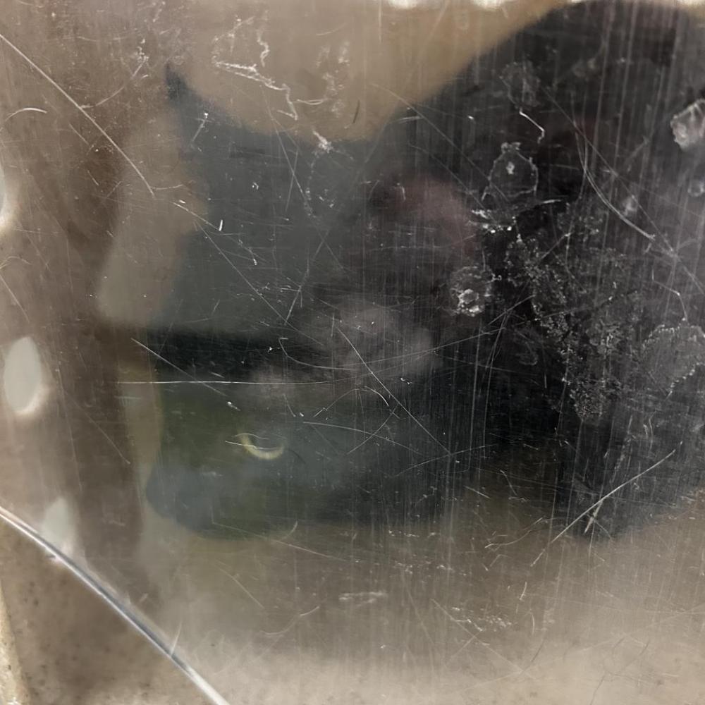 Shelter Stray Male Cat last seen , Philadelphia, PA 19140