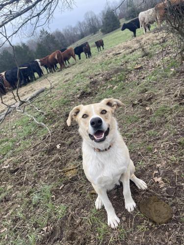 Lost Male Dog last seen Violet Hill, Violet Hill, AR 72584