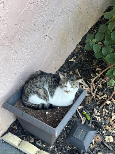 Lost Male Cat last seen Neighborhood behind whole foods plaza , Davie, FL 33324