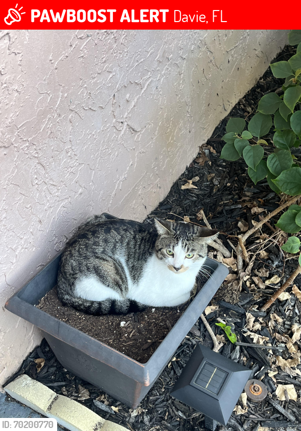 Lost Male Cat last seen Neighborhood behind whole foods plaza , Davie, FL 33324