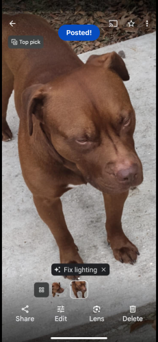 Lost Male Dog last seen Munson highway, Milton FL, Milton, FL 32570