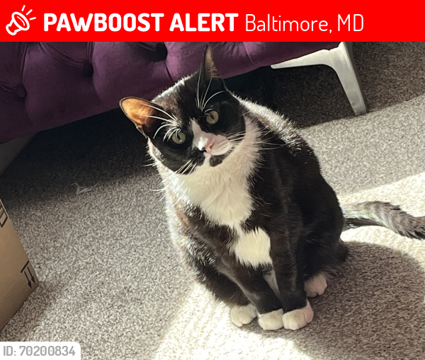 Lost Female Cat last seen Gunther avenue , Baltimore, MD 21206