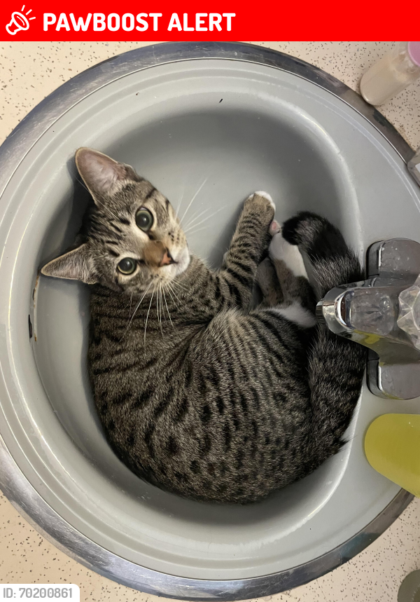 Lost Male Cat last seen Capalino golf course  , West Vancouver, BC V7S