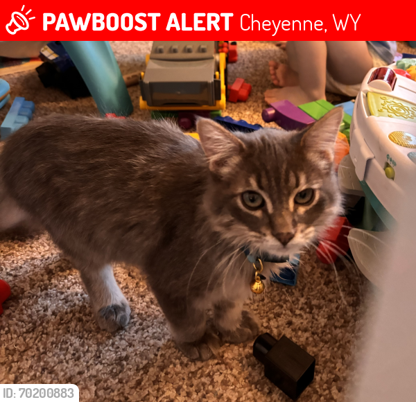 Lost Male Cat last seen Harmony Meadows Subdivision on Medley Loop, Cheyenne, WY 82007