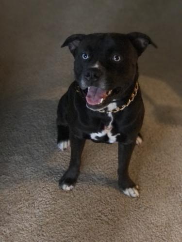 Lost Male Dog last seen Tulsa oklahoma, Tulsa, OK 74103